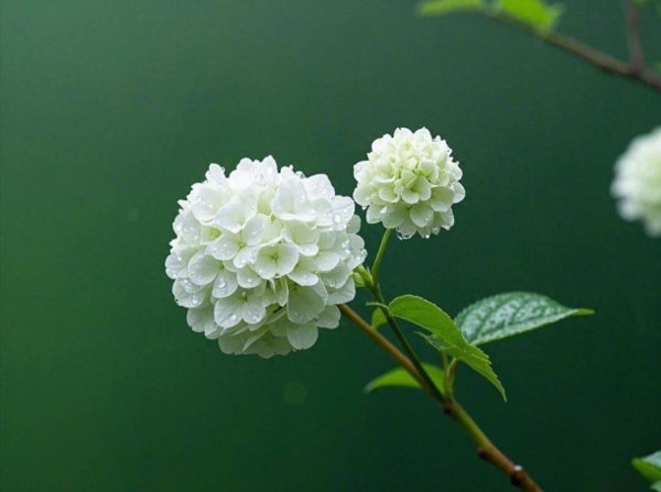 云天华成 人民日报公布了一批读音易错字，读几个我才知道，平常错得离谱